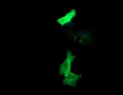 PCDH7 Monoclonal Antibody (OTI2C2), TrueMAB , OriGene 100 &mu;L; Unconjugated:Antibodies,