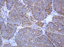 PCDH7 Monoclonal Antibody (OTI1A2), TrueMAB , OriGene 100 &mu;L; Unconjugated:Antibodies,