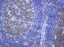 PCDH7 Monoclonal Antibody (OTI1A2), TrueMAB , OriGene 100 &mu;L; Unconjugated:Antibodies,
