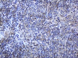 PCDH7 Monoclonal Antibody (OTI1A2), TrueMAB , OriGene 100 &mu;L; Unconjugated:Antibodies,