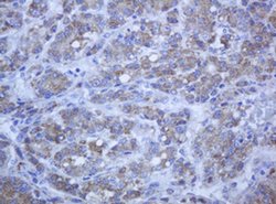 PCDH7 Monoclonal Antibody (OTI1A2), TrueMAB , OriGene 100 &mu;L; Unconjugated:Antibodies,