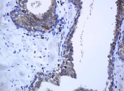 PCDH7 Monoclonal Antibody (OTI1G8), TrueMAB , OriGene:Antibodies:Primary
