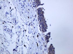 PCDH7 Monoclonal Antibody (OTI1G8), TrueMAB , OriGene 30 &mu;L; Unconjugated:Antibodies,