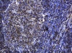 PCDH7 Monoclonal Antibody (OTI1G8), TrueMAB , OriGene 30 &mu;L; Unconjugated:Antibodies,