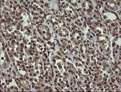 PCDH7 Mouse anti-Human, Clone: OTI1F7, liquid, TrueMAB 100 &mu;L | Buy Online | Origene Technologies | Fisher Scientific