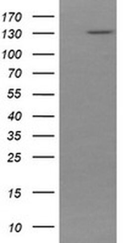 PCDH7 Monoclonal Antibody (OTI2C2), TrueMAB , OriGene 100 &mu;L; Unconjugated:Antibodies,