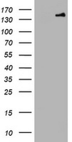 PCDH7 Monoclonal Antibody (OTI3D1), TrueMAB , OriGene:Antibodies:Primary