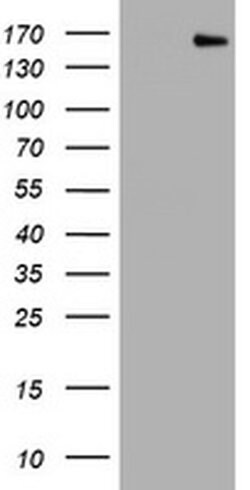PCDH7 Monoclonal Antibody (OTI1A2), TrueMAB , OriGene 100 &mu;L; Unconjugated:Antibodies,