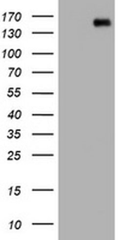 PCDH7 Monoclonal Antibody (OTI1G8), TrueMAB , OriGene 30 &mu;L; Unconjugated:Antibodies,