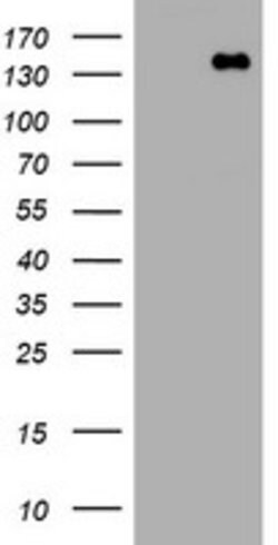PCDH7 Mouse anti-Human, Clone: OTI2B12, lyophilized, TrueMAB 100 &mu;g;
