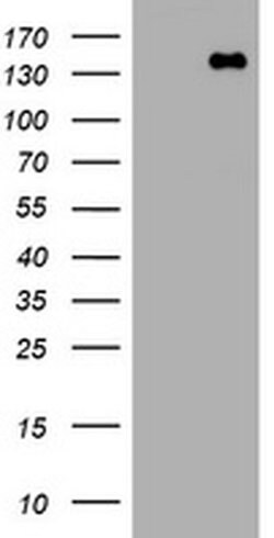 PCDH7 Monoclonal Antibody (OTI2B12), TrueMAB , OriGene 30 &mu;L; Unconjugated:Antibodies,