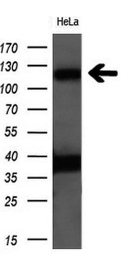 PCDH7 Mouse anti-Human, Clone: OTI2B12, lyophilized, TrueMAB 100 &mu;g;