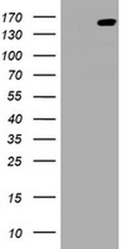 PCDH7 Monoclonal Antibody (OTI3B7), TrueMAB , OriGene 30 &mu;L; Unconjugated:Antibodies,