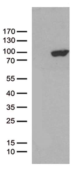 PCDHB8 Monoclonal Antibody (OTI1E1), TrueMAB , OriGene:Antibodies:Primary