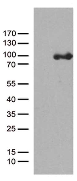 PCDHB8 Monoclonal Antibody (OTI3E1), TrueMAB , OriGene:Antibodies:Primary