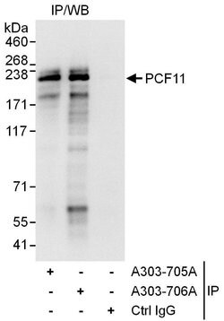 PCF11 Rabbit anti-Human, Polyclonal, Bethyl Laboratories 100 &mu;l; Unlabeled:Antibodies,