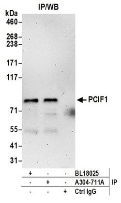 PCIF1 Rabbit anti-Human, Mouse, Polyclonal, Bethyl Laboratories 100 &mu;L;