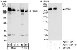 PCM1 Rabbit anti-Human, Mouse, Polyclonal, Bethyl Laboratories 100 &mu;L;
