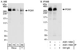 PCM1 Rabbit anti-Human, Polyclonal, Bethyl Laboratories 100 &mu;L; Unconjugated:Antibodies,