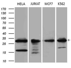 PCMT1 Monoclonal Antibody (OTI2E7), TrueMAB , OriGene 100 &mu;L; Unconjugated:Antibodies,