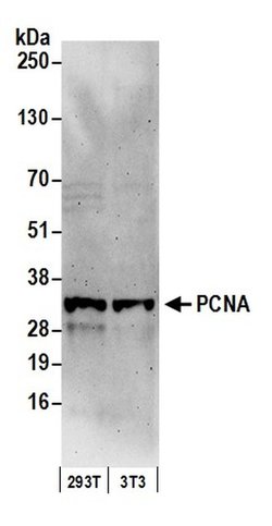 PCNA Rabbit anti-Human, Mouse, Polyclonal, Bethyl Laboratories 100 &mu;L;
