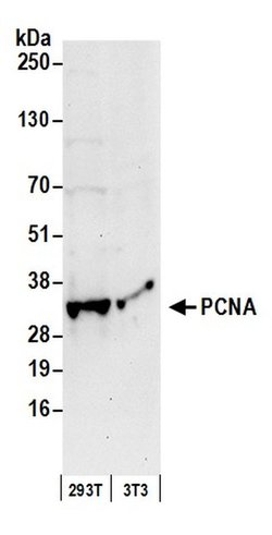 PCNA Rabbit anti-Human, Mouse, Polyclonal, Bethyl Laboratories 100 &mu;L;