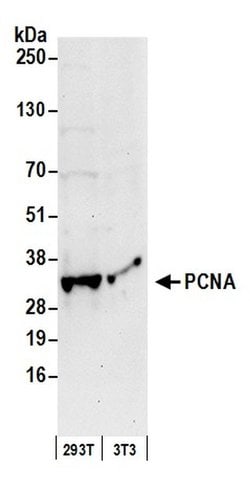 PCNA Polyclonal Antibody, Bethyl Laboratories:Antibodies:Primary Antibodies