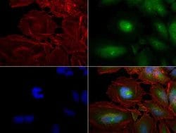 PCNA Mouse anti-Canine, Human, Mouse, Rat, Clone: OTI2G7, lyophilized, TrueMAB 100 &mu;g | Buy Online | OriGene | Fisher Scientific
