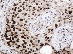 PCNA Monoclonal Antibody (OTI4G3), TrueMAB , OriGene 100 &mu;L; Unconjugated:Antibodies,