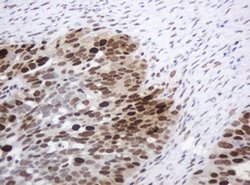 PCNA Monoclonal Antibody (OTI4G3), TrueMAB , OriGene 100 &mu;L; Unconjugated:Antibodies,