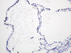 PCNA Monoclonal Antibody (OTI4G3), TrueMAB , OriGene 100 &mu;L; Unconjugated:Antibodies,