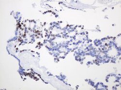 PCNA Monoclonal Antibody (OTI4G3), TrueMAB , OriGene 100 &mu;L; Unconjugated:Antibodies,