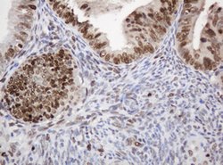 PCNA Mouse anti-Human, Clone: OTI4G3, lyophilized, TrueMAB 100 &mu;g; Unconjugated:Antibodies,