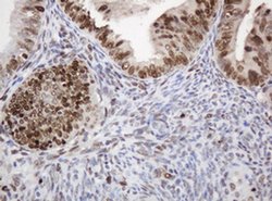 PCNA Monoclonal Antibody (OTI4G3), TrueMAB , OriGene 100 &mu;L; Unconjugated:Antibodies,