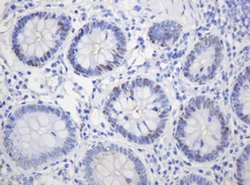 PCNA Monoclonal Antibody (OTI4G3), TrueMAB , OriGene 100 &mu;L; Unconjugated:Antibodies,
