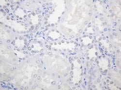 PCNA Monoclonal Antibody (OTI4G3), TrueMAB , OriGene 100 &mu;L; Unconjugated:Antibodies,