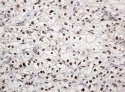 PCNA Monoclonal Antibody (OTI4G3), TrueMAB , OriGene 100 &mu;L; Unconjugated:Antibodies,