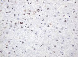 PCNA Mouse anti-Human, Clone: OTI4G3, lyophilized, TrueMAB 100 &mu;g; Unconjugated:Antibodies,