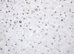 PCNA Monoclonal Antibody (OTI4G3), TrueMAB , OriGene 100 &mu;L; Unconjugated:Antibodies,