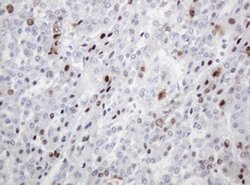 PCNA Monoclonal Antibody (OTI4G3), TrueMAB , OriGene 100 &mu;L; Unconjugated:Antibodies,