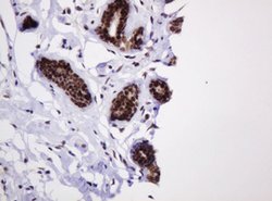 PCNA Mouse anti-Human, Clone: OTI3D6, lyophilized, TrueMAB 100 &mu;g; Unconjugated:Antibodies,