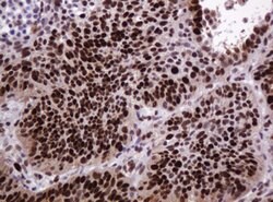 PCNA Mouse anti-Human, Clone: OTI3D6, lyophilized, TrueMAB 100 &mu;g; Unconjugated:Antibodies,