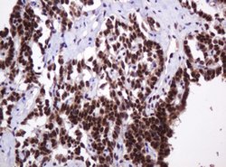 PCNA Mouse anti-Human, Clone: OTI3D6, lyophilized, TrueMAB 100 &mu;g; Unconjugated:Antibodies,