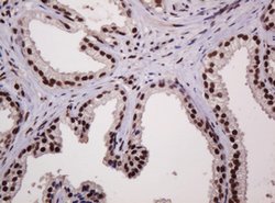 PCNA Mouse anti-Human, Clone: OTI3D6, lyophilized, TrueMAB 100 &mu;g; Unconjugated:Antibodies,
