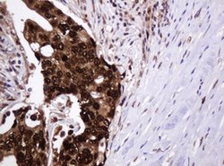 PCNA Mouse anti-Human, Clone: OTI3D6, lyophilized, TrueMAB 100 &mu;g; Unconjugated:Antibodies,