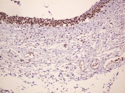 PCNA Mouse anti-Human, Clone: OTI3D6, lyophilized, TrueMAB 100 &mu;g; Unconjugated:Antibodies,