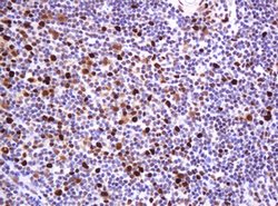 PCNA Mouse anti-Human, Clone: OTI3D6, lyophilized, TrueMAB 100 &mu;g; Unconjugated:Antibodies,
