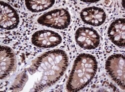 PCNA Mouse anti-Human, Clone: OTI3D6, lyophilized, TrueMAB 100 &mu;g; Unconjugated:Antibodies,