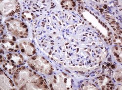 PCNA Mouse anti-Human, Clone: OTI3D6, lyophilized, TrueMAB 100 &mu;g; Unconjugated:Antibodies,