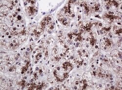 PCNA Mouse anti-Human, Clone: OTI3D6, lyophilized, TrueMAB 100 &mu;g; Unconjugated:Antibodies,